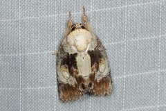 Negritothripa confluens