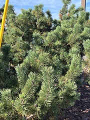 Pinus mugo