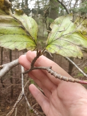 Alnus alnobetula