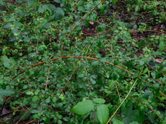 Fuchsia microphylla