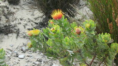 Leucospermum oleifolium