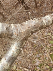 Alnus alnobetula