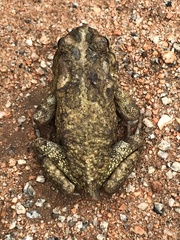 Sclerophrys pusilla