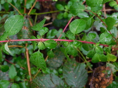 Fuchsia microphylla