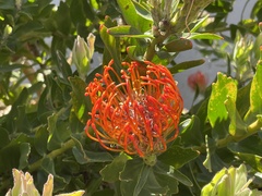 Leucospermum × hybridum