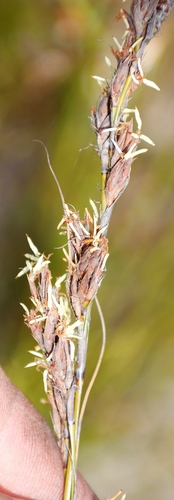 Image of Tetraria capillacea by (c) Tony Rebelo, some rights reserved (CC BY-SA)
