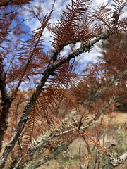Metasequoia glyptostroboides