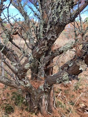 Metasequoia glyptostroboides