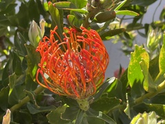 Leucospermum × hybridum