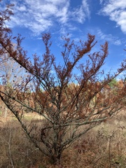 Metasequoia glyptostroboides
