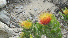 Leucospermum oleifolium