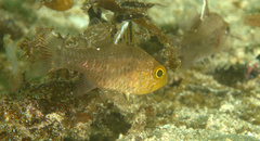 Ostorhinchus hoevenii