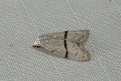 Nola mediolineata