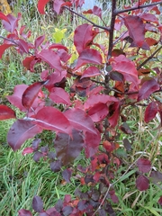 Pyrus calleryana