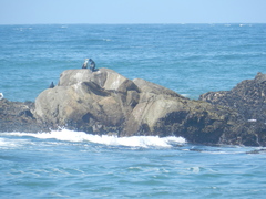 Urile penicillatus