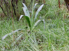 Furcraea parmentieri