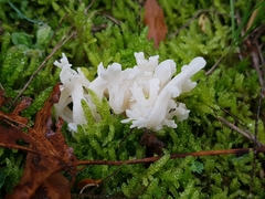 Clavulina rugosa