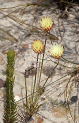 Edmondia