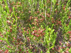 Passerina montana