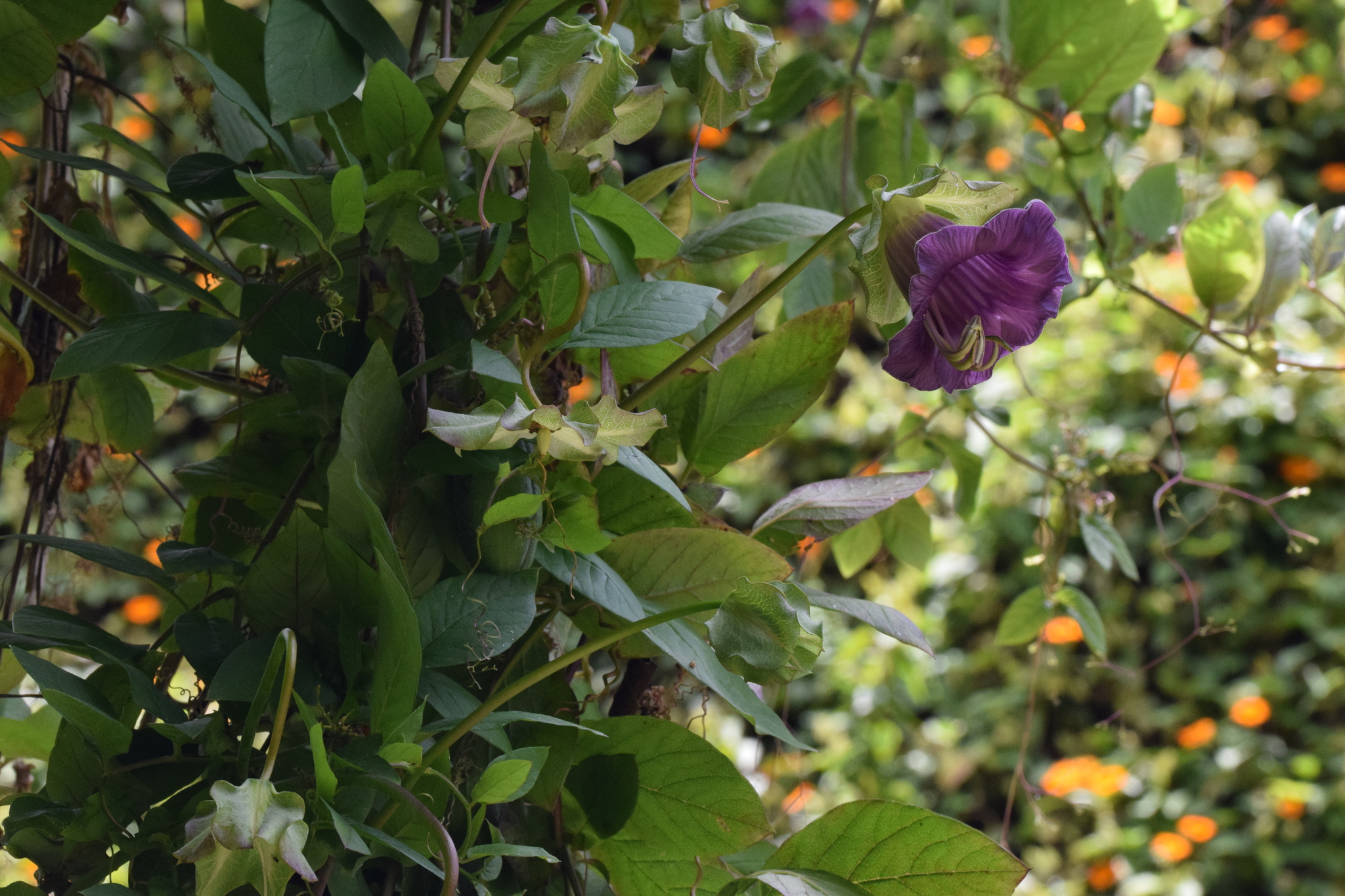 Cobaea scandens image