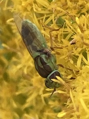 Stratiomyini