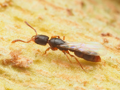 Ponera pennsylvanica