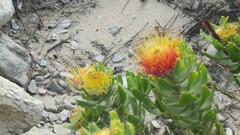 Leucospermum oleifolium