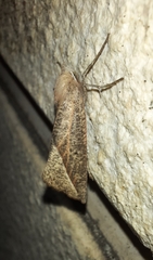 Compsoptera opacaria