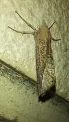 Compsoptera opacaria