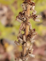 Dracocephalum parviflorum