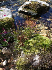 Epilobium anagallidifolium