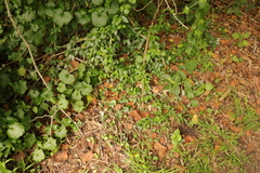 Cynanchum ellipticum