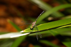 Nannophlebia eludens