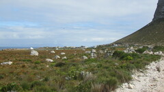 Leucospermum oleifolium