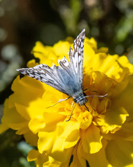 Burnsius communis