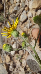 Senecio philippicus