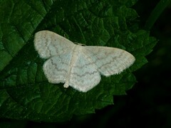Scopula floslactata