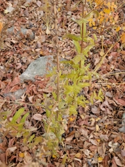 Dracocephalum parviflorum
