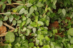 Cynanchum ellipticum