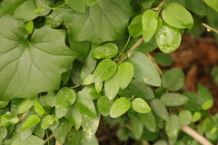 Cynanchum ellipticum