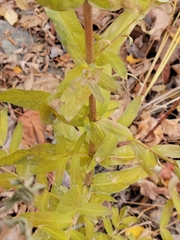 Dracocephalum parviflorum