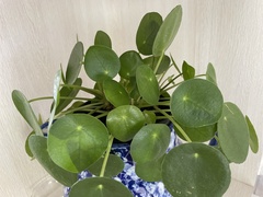 Pilea peperomioides