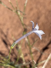 Ipomopsis longiflora