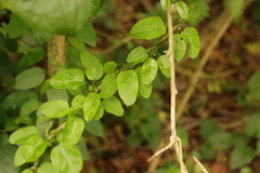 Cynanchum ellipticum