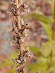 Dracocephalum parviflorum