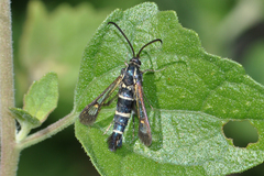 Carmenta engelhardti