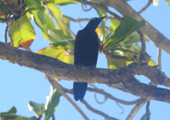Quiscalus niger