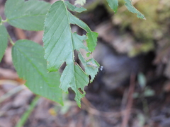 Lymeon orbus