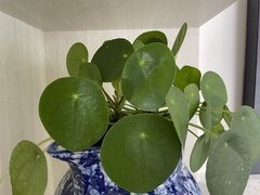 Pilea peperomioides