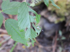 Lymeon orbus